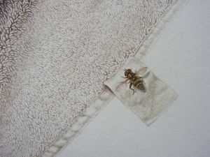 Sepia Towel, Watercolor on paper, 45x40.5cm, 2006-7, Detail